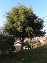 Podocarpus salignus