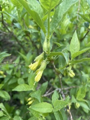 Lonicera involucrata involucrata