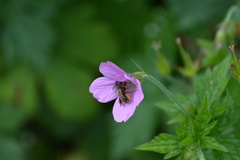 Megachile versicolor