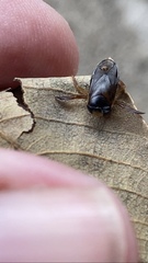 Centrocorisa nigripennis