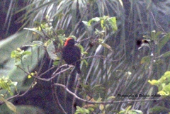 Malimbus rubricollis