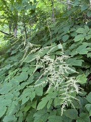 Astilbe biternata