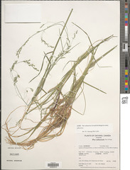 Poa saltuensis saltuensis