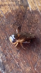 Centrocorisa nigripennis