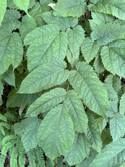 Astilbe biternata