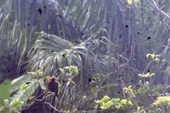 Malimbus rubricollis