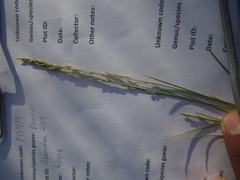 Poa secunda