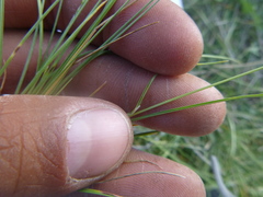Poa secunda
