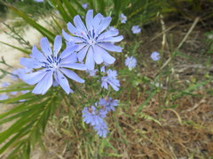 Cichorium intybus