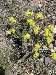 Eriogonum flavum