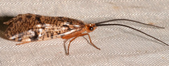 Banksiola concatenata
