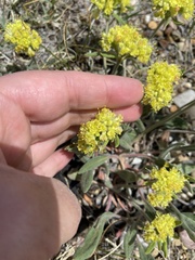 Eriogonum flavum