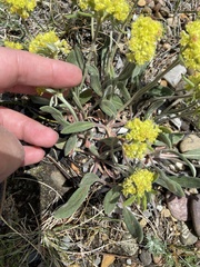 Eriogonum flavum