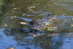 Caiman latirostris