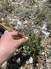 Penstemon albidus