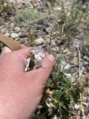 Penstemon albidus