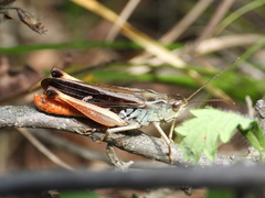 Stenobothrus rubicundulus