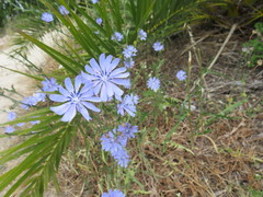 Cichorium intybus