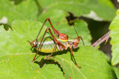 Barbitistes vicetinus