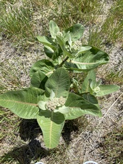 Asclepias speciosa