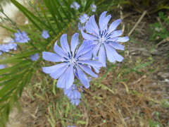Cichorium intybus