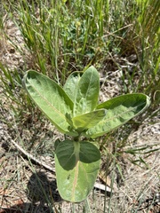 Asclepias speciosa