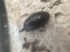 Thermonectus margineguttatus