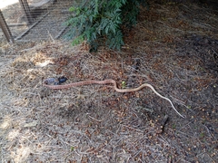 Masticophis flagellum