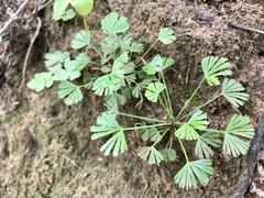 Actiniopteris dimorpha