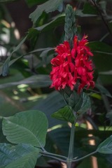 Pachystachys coccinea