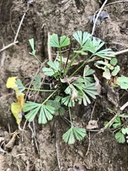 Actiniopteris dimorpha