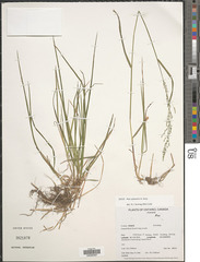 Poa sylvestris