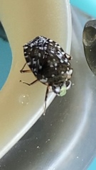 Ochterus