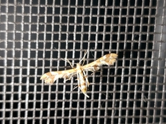Geina periscelidactylus