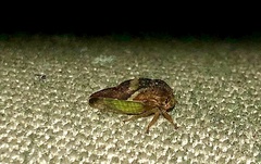 Smilia camelus