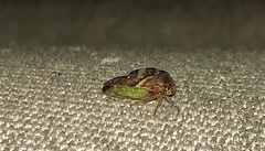 Smilia camelus