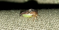Smilia camelus