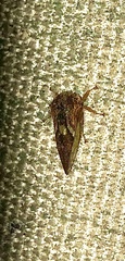 Smilia camelus
