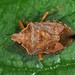 Podisus brevispinus - Photo (c) Jason M Crockwell, some rights reserved (CC BY-NC-ND), uploaded by Jason M Crockwell