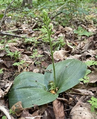 Platanthera orbiculata