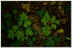 Physospermum cornubiense