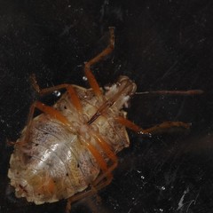 Podisus brevispinus