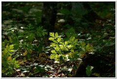 Physospermum cornubiense
