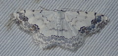Scopula decorata