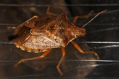 Podisus brevispinus