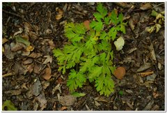 Physospermum cornubiense