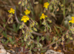 Pseudocistus