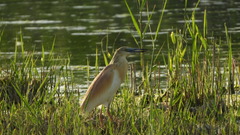 Ardeola ralloides