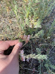 Oenothera suffrutescens