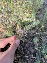 Oenothera suffrutescens